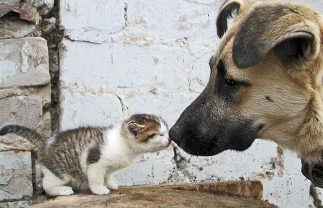Amicizia fra animali