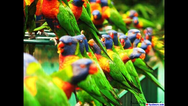 Uccelli colorati