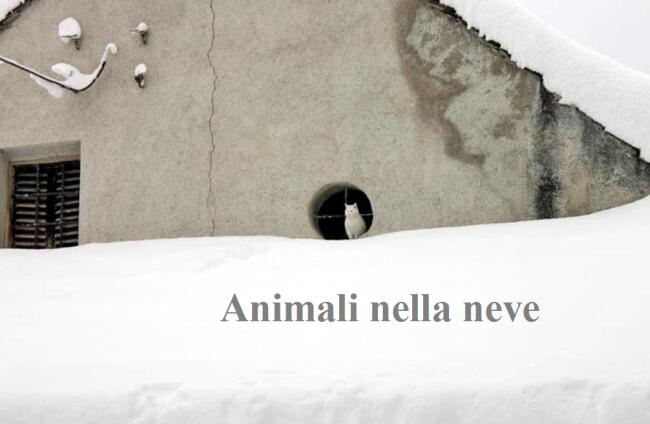 Animali nella neve