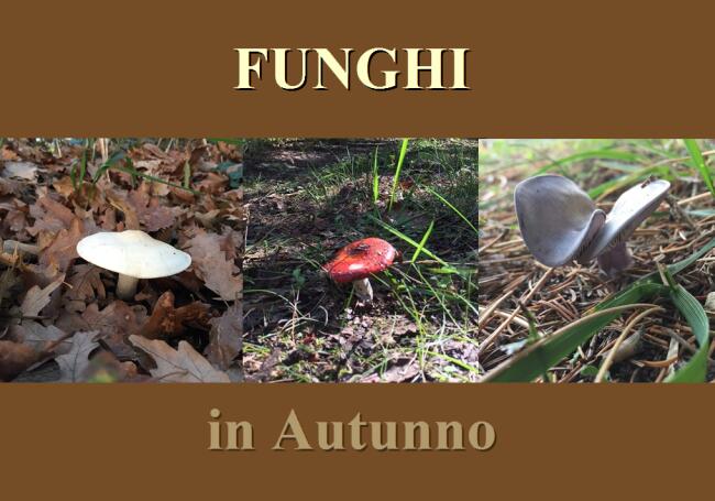 Funghi in Autunno